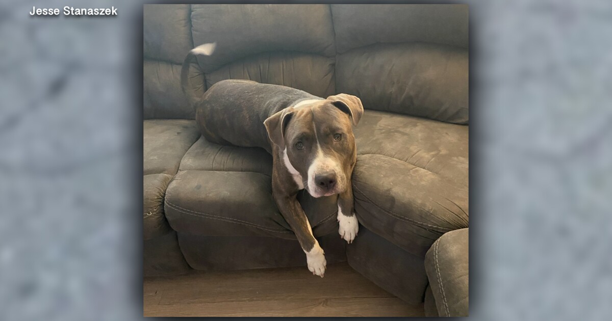 Pasco County Investigates Intentional Hit And Run Killing Of Family Pet