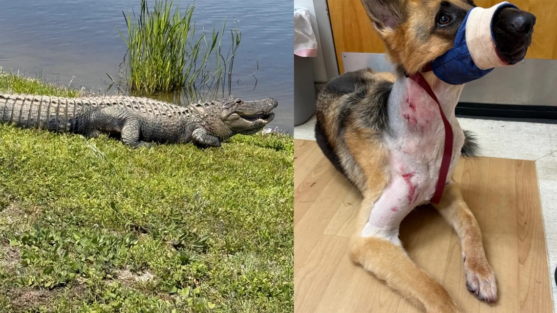 Florida Community Shaken By Alligator Attack On Family Dog