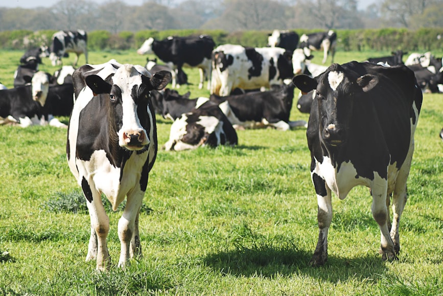 Cattle Rancher Struggles With Skyrocketing Beef Prices