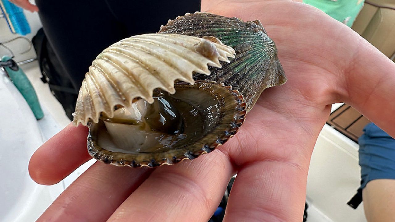 Scallop Season Restarts In Pasco County After Challenging Year