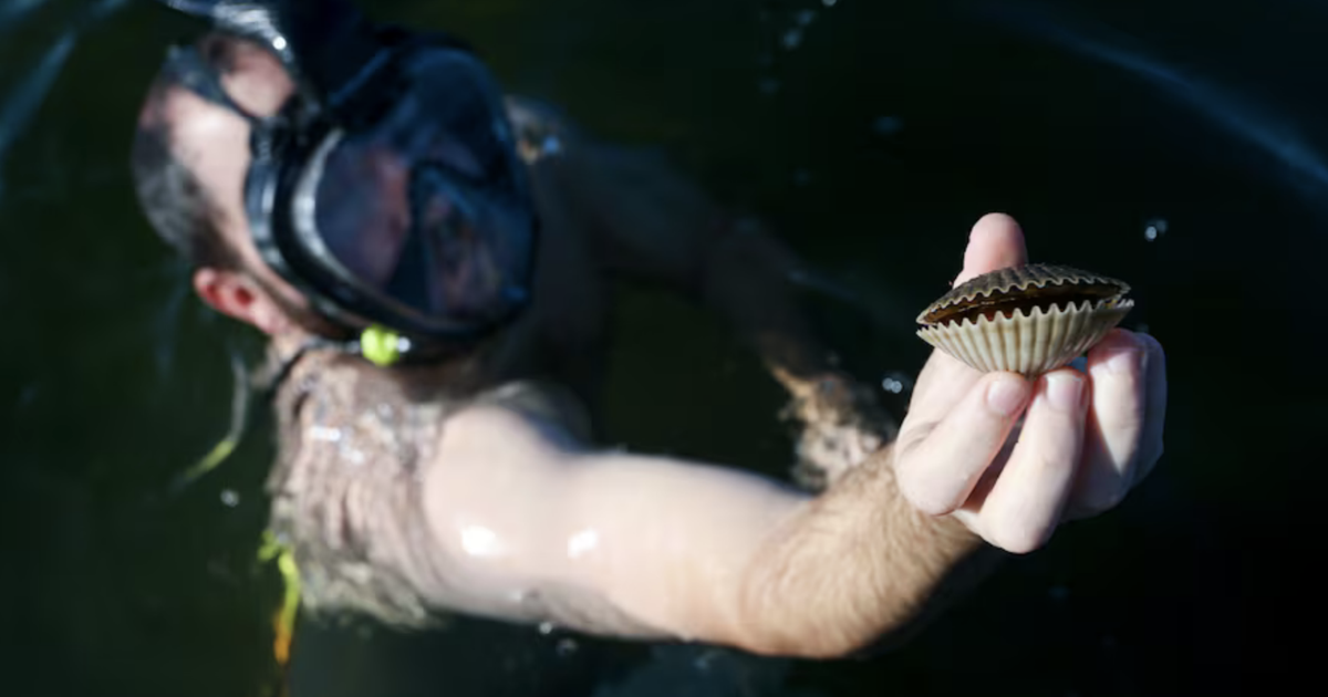 Florida Reopens Scallop Season With Conservation Efforts