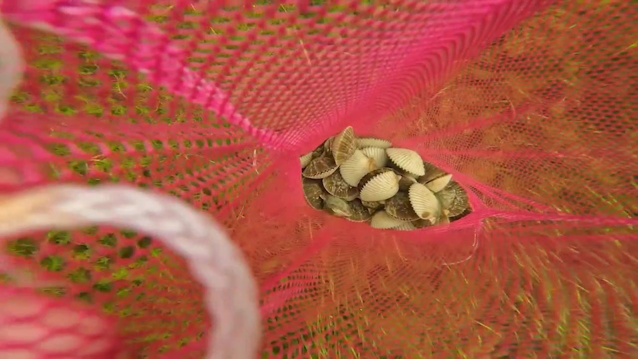 Florida 2025 Recreational Bay Scallop Season Begins