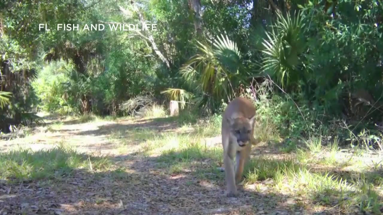 Vehicle-related Death Of Florida Panther Highlights Conservation Concerns