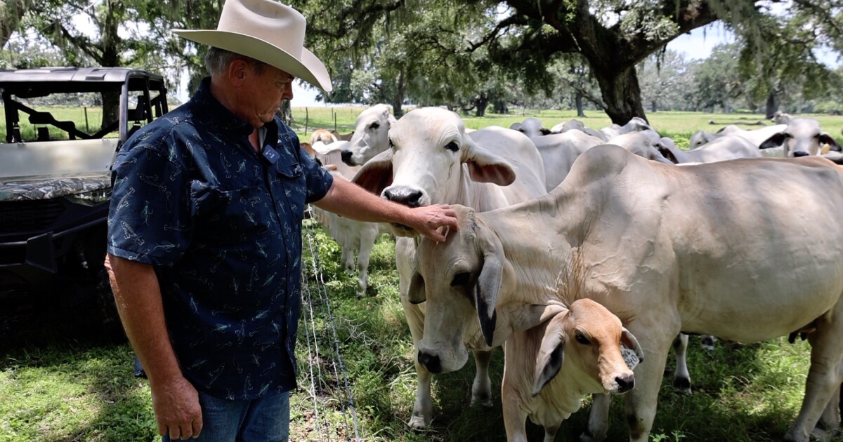 Cows Thrive In Florida Heat Despite Record Breaking Temperatures