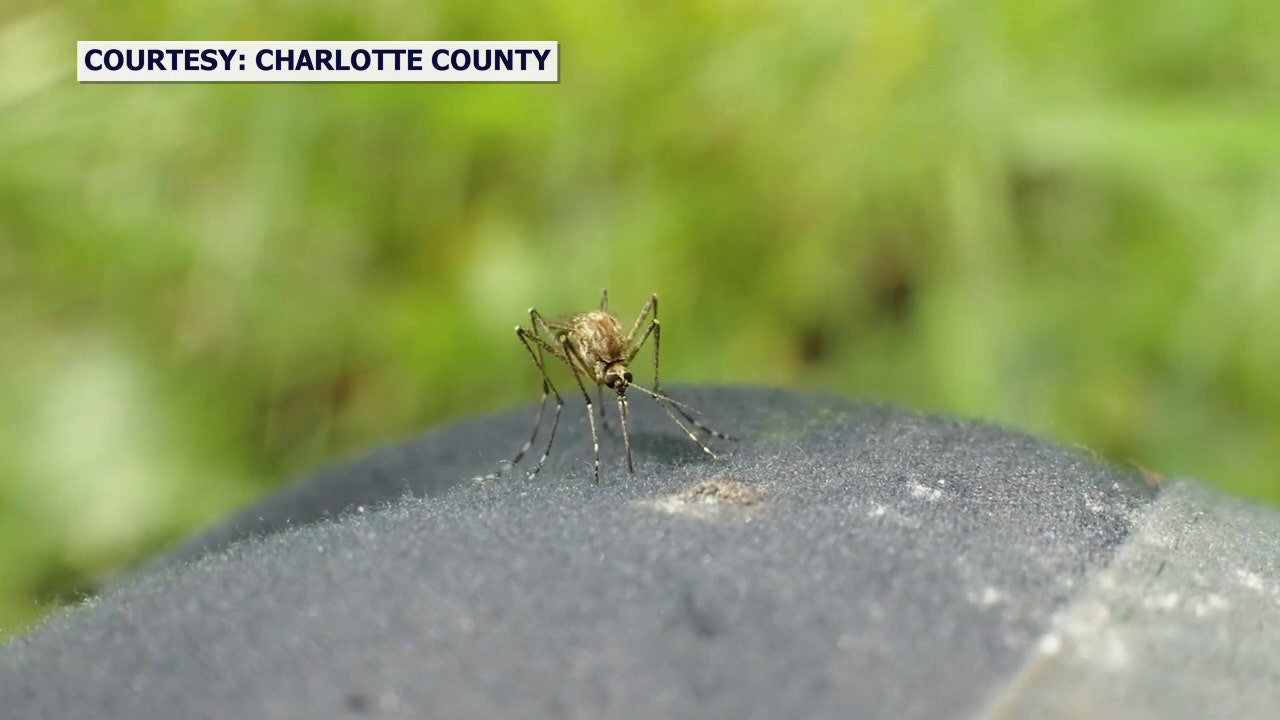 Brutal Saltmarsh Mosquito Season Predicted For Florida