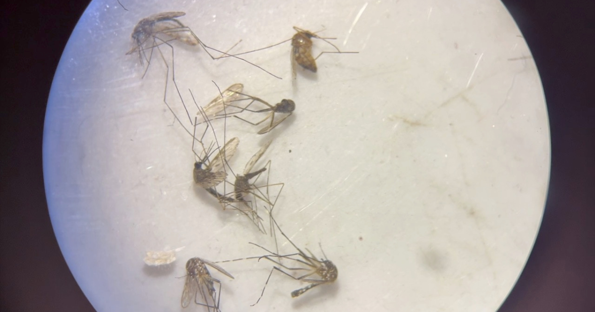 Florida Mosquito Control Efforts Intensify After Hurricane Idalia
