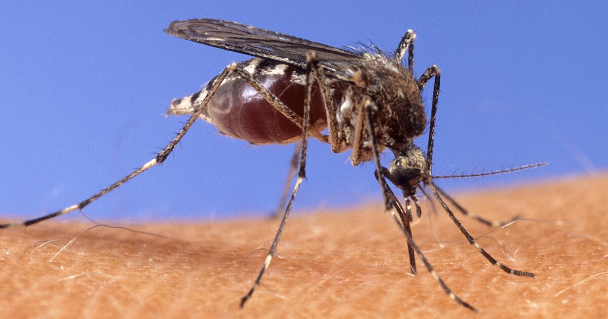 Pasco County Fights Mosquito Surge After Hurricane Idalia