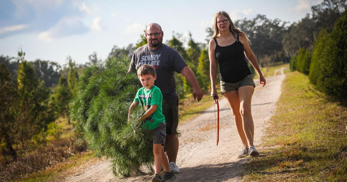 Ergle Christmas Tree Farm Offers Real Trees And Holiday Charm