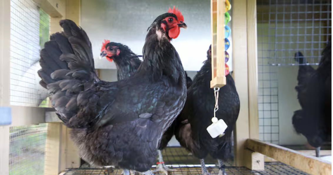 Pasco County Approves Backyard Chicken Ordinance After 14 Years