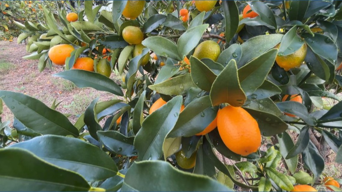 Kumquat Growers Brace for Cold Snap Before Annual Festival