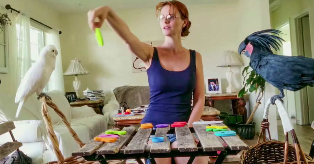 A Florida Woman Teaches Parrots To Communicate Through Online Classes
