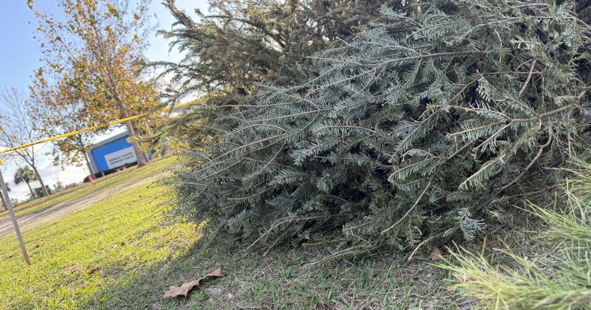Pasco County Recycles Christmas Trees Into Fish Habitats