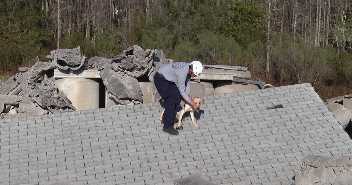 Pasco County Fire Inspector Trains Rescue Dog for Deployments