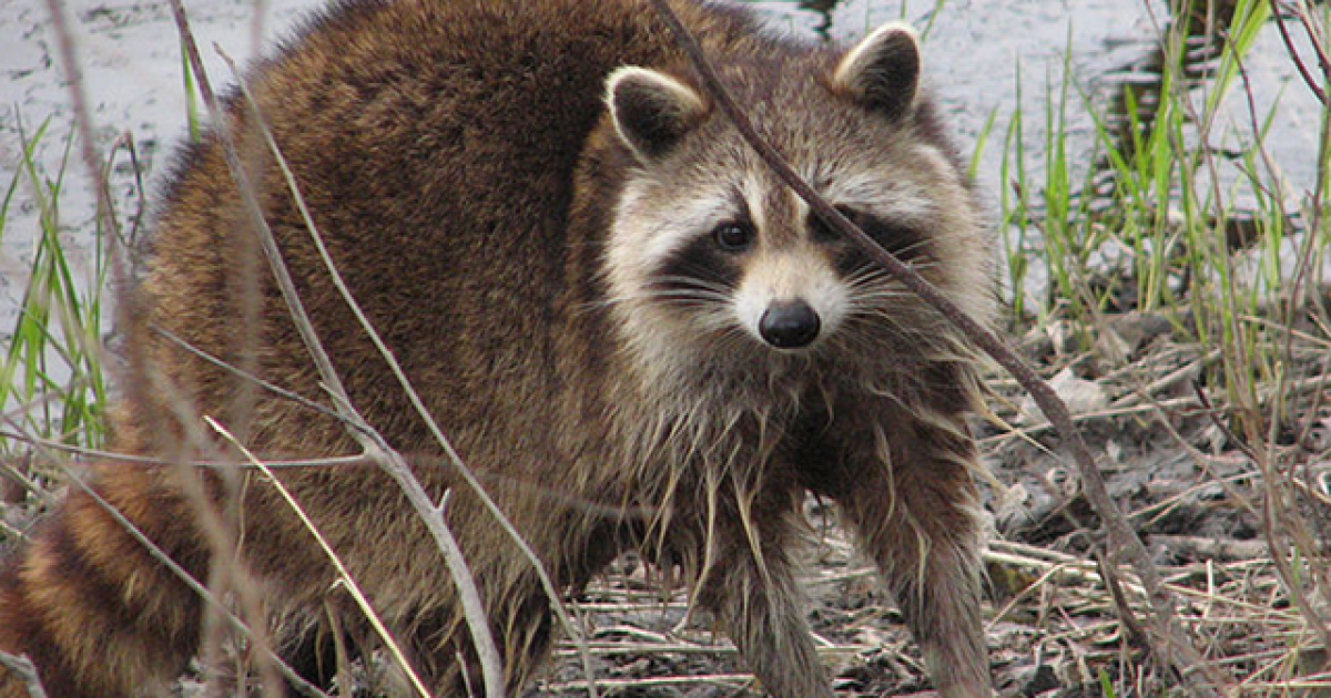 Rabies Alert Issued in Pasco County After Raccoon Tests Positive