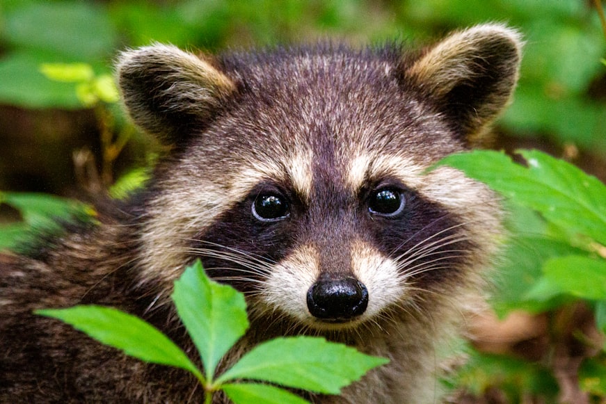 Pasco County Issues Rabies Alert After Raccoon Positive Test