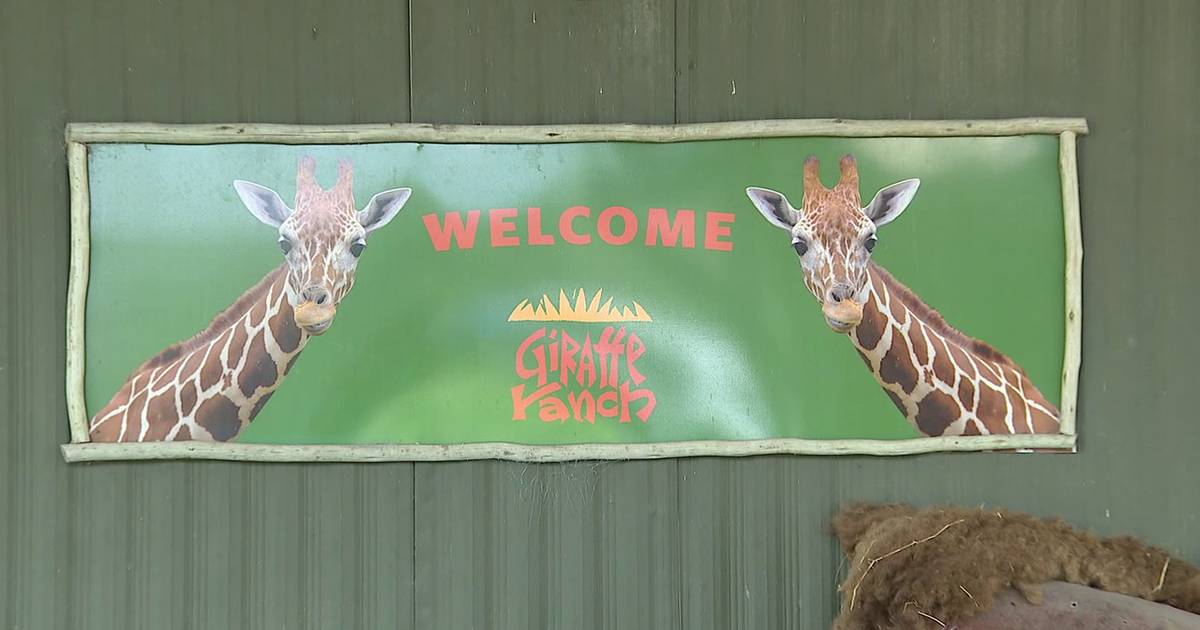 Giraffe Ranch Conservation Attracts Visitors in Dade City