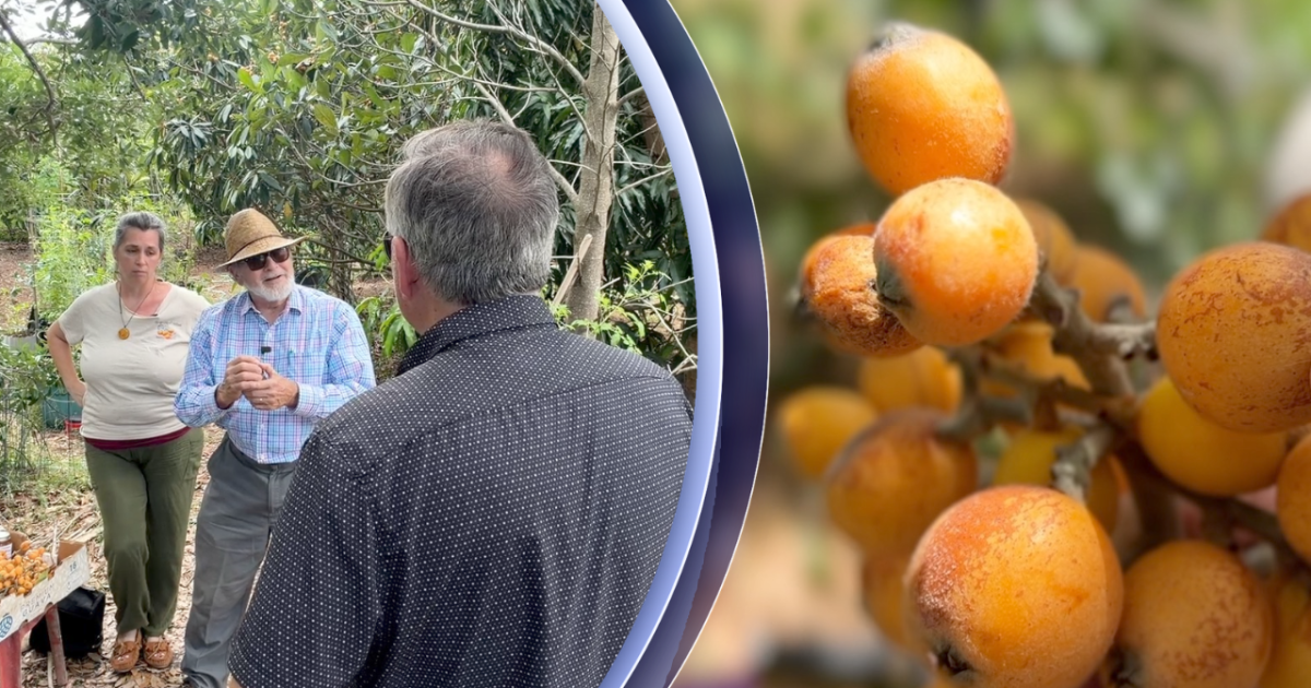 Community Garden Promotes Local Loquats in New Port Richey