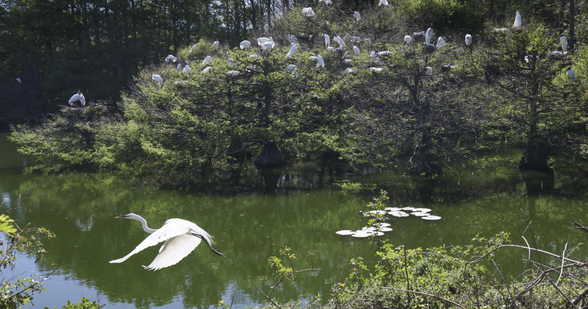 West Pasco County Pond Becomes Seasonal Bird Rookery
