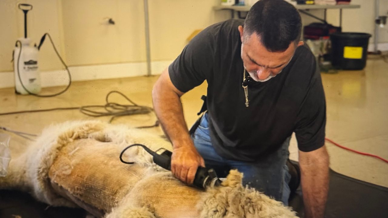 Odessa Alpaca Ranch Annual Shearing Week Yields Sustainable Fiber