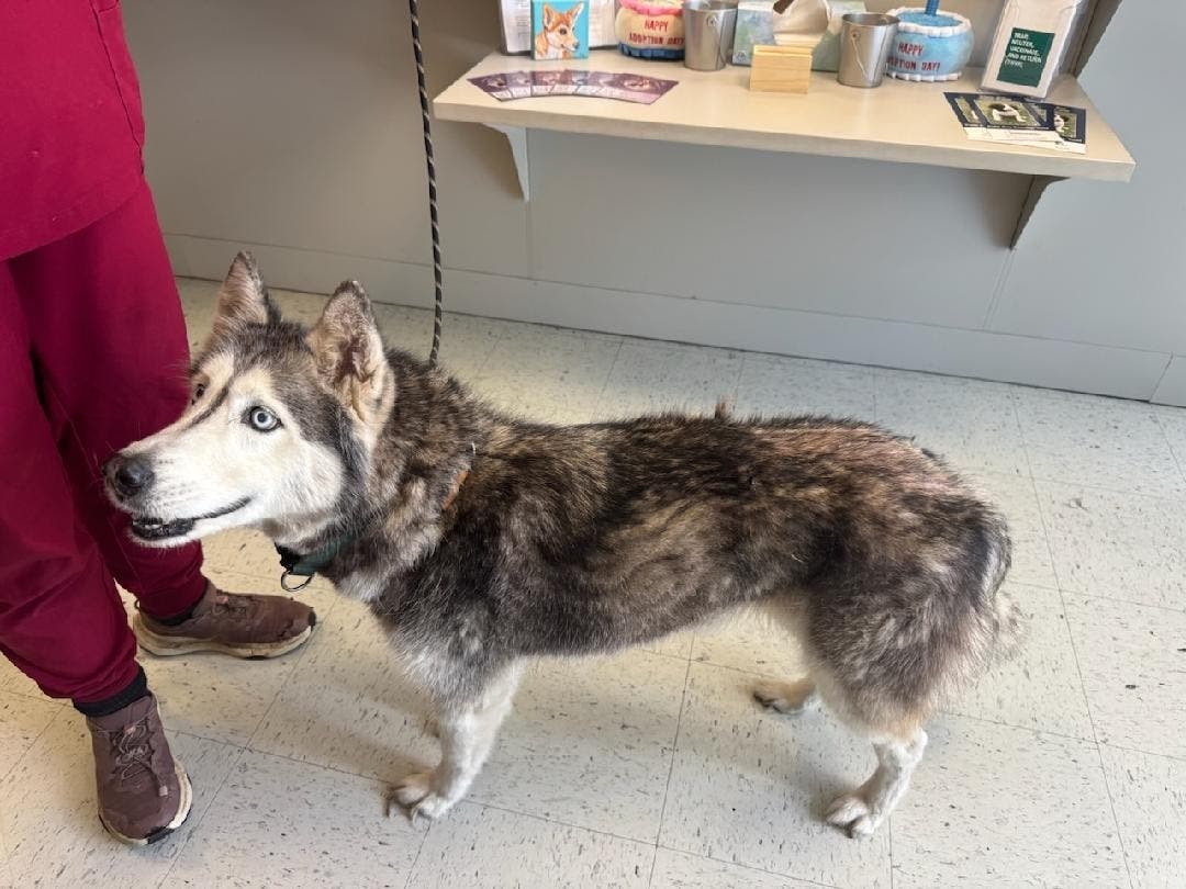 Dog Sierra Reunited with Owner After 12 Years of Separation