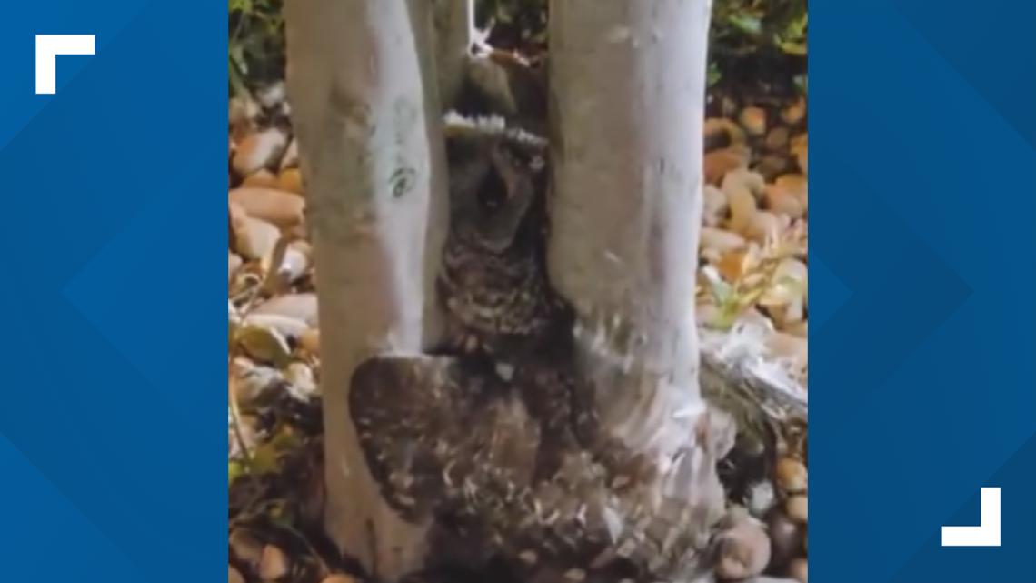 Pasco Fire Rescue Helps Free Stuck Owl In Wesley Chapel Tree