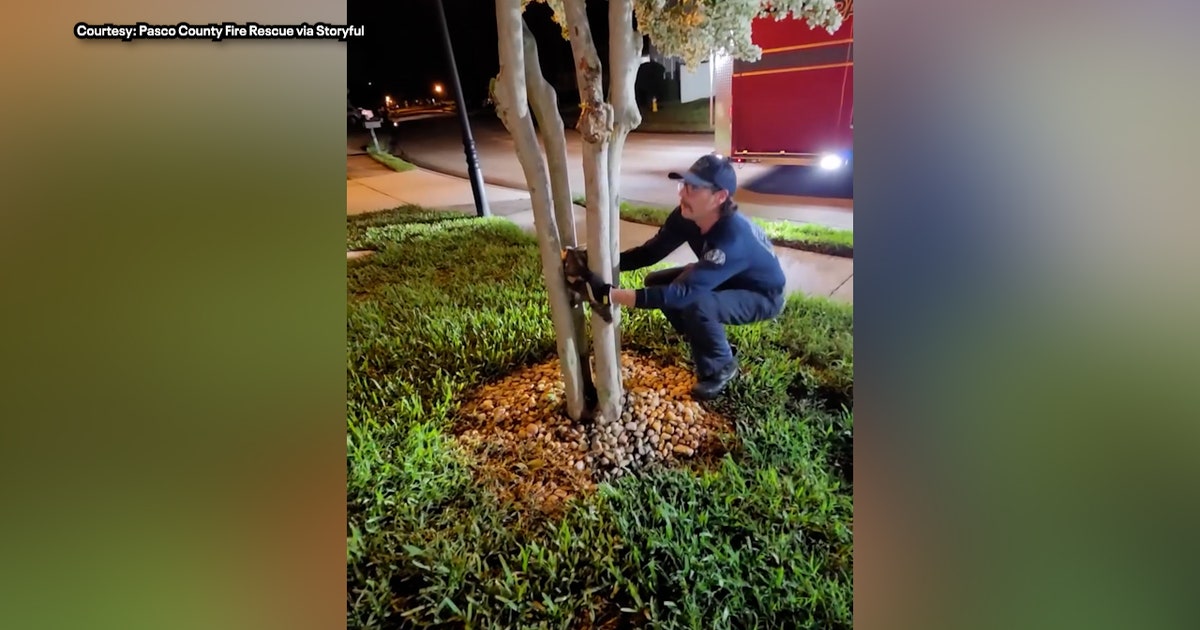 Pasco Fire Rescue Saves Trapped Owl in Wesley Chapel After Bird Stuck Between Trees
