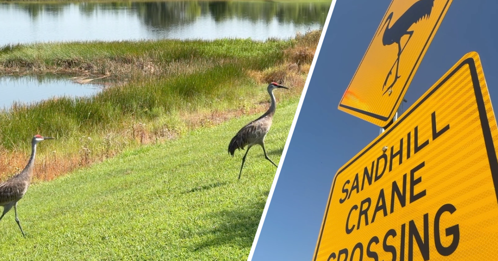 Residents Install Signs To Protect Sandhill Cranes In Odessa Florida Neighborhoods