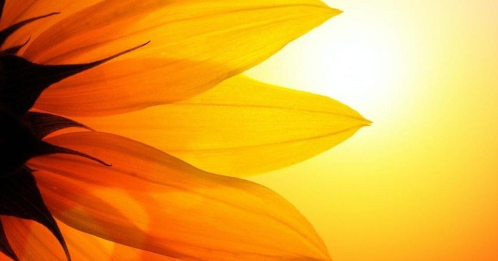 Florida Experiences Record Heat in Hottest July Since 1895