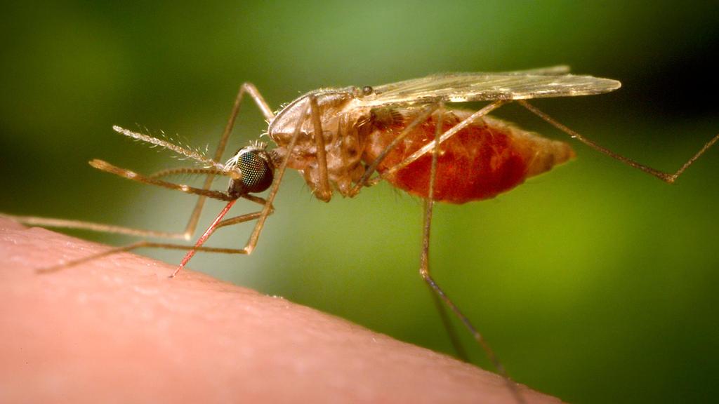 Pasco County Issues Mosquito Advisory After Dengue Fever Case Confirmed