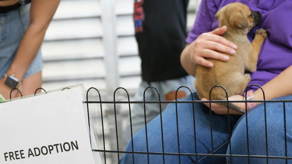 Pasco County Waives Adoption Fees For Dogs And Cats Until August 30th