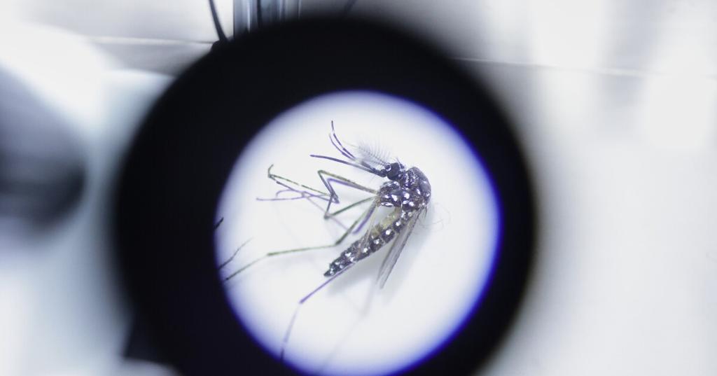 Pasco County Mosquito Control Urges Precautions Amid Rising Dengue Cases in Tampa Bay Region