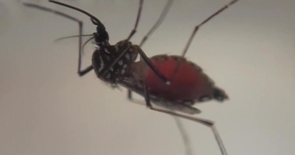 Pasco County Declares Emergency Over Dengue Fever Threatening Tampa Bay Region