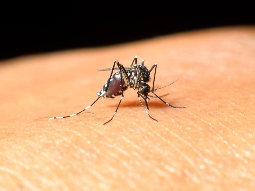 Dengue Cases Surge In Florida As Health Officials Intensify Prevention Efforts Across Counties