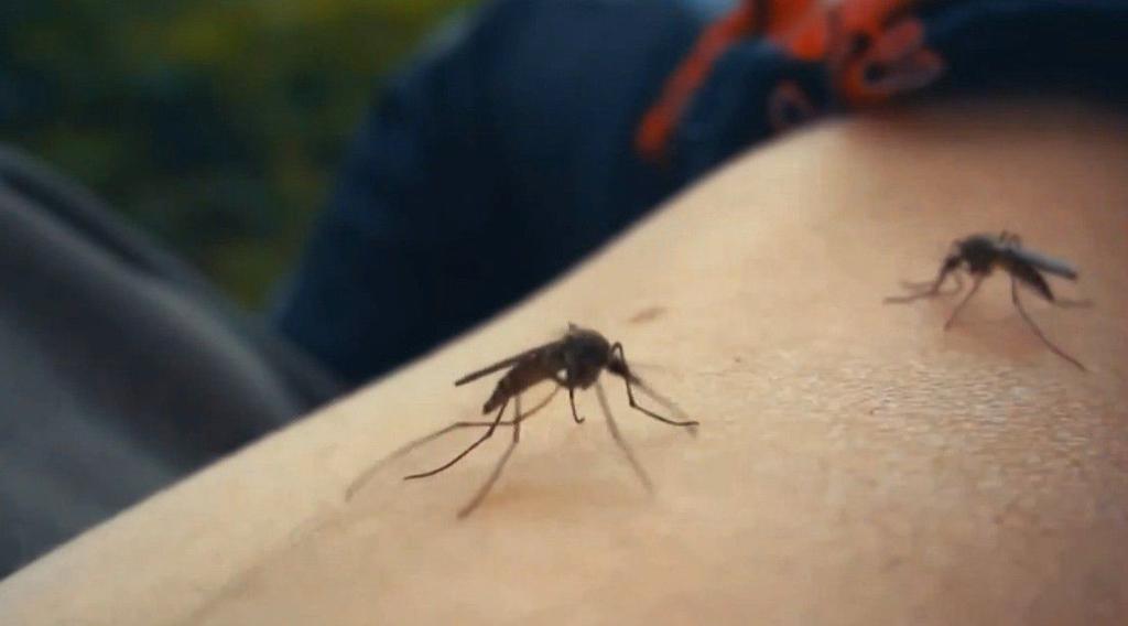 Pasco County Declares State of Emergency Over Dengue Fever Risk